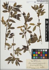 Foto von Salix fragilis L. x Salix pentandra L.